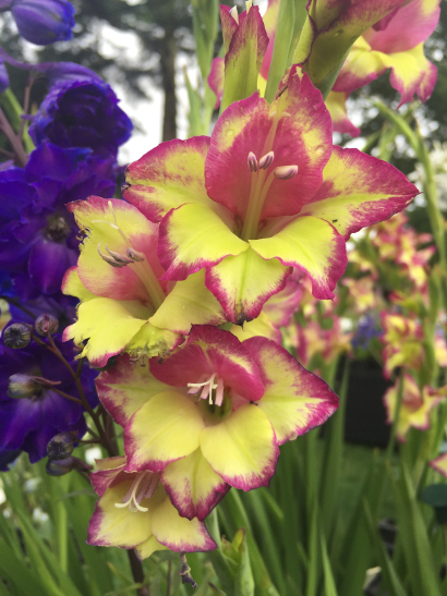 Pottertons Nursery Gladiolus 'Las Vegas'